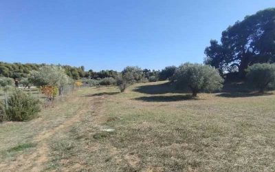 Αγροτεμάχιο 5.000 τ.μ. Ωρωπός 85.000 €