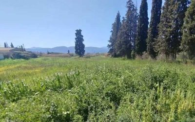Οικόπεδο 756 τ.μ. Ωρωπός 56.000 €